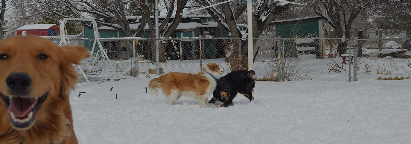 Three dogs playing in the snow